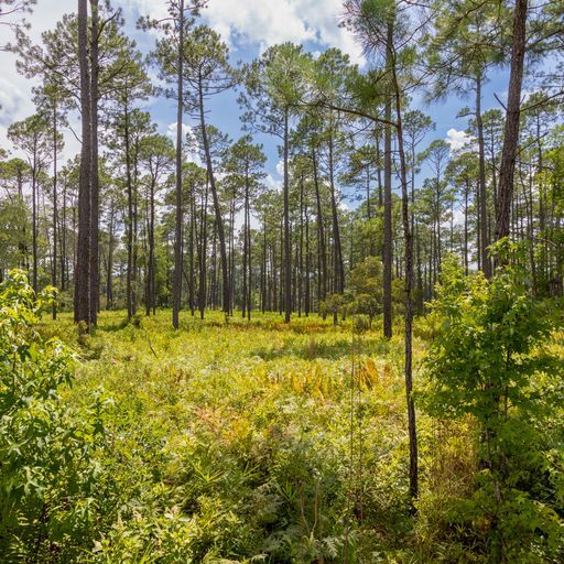 Buckfield longleaf savanna.jpeg